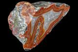 Beautiful Condor Agate From Argentina - Cut/Polished Face #79523-2